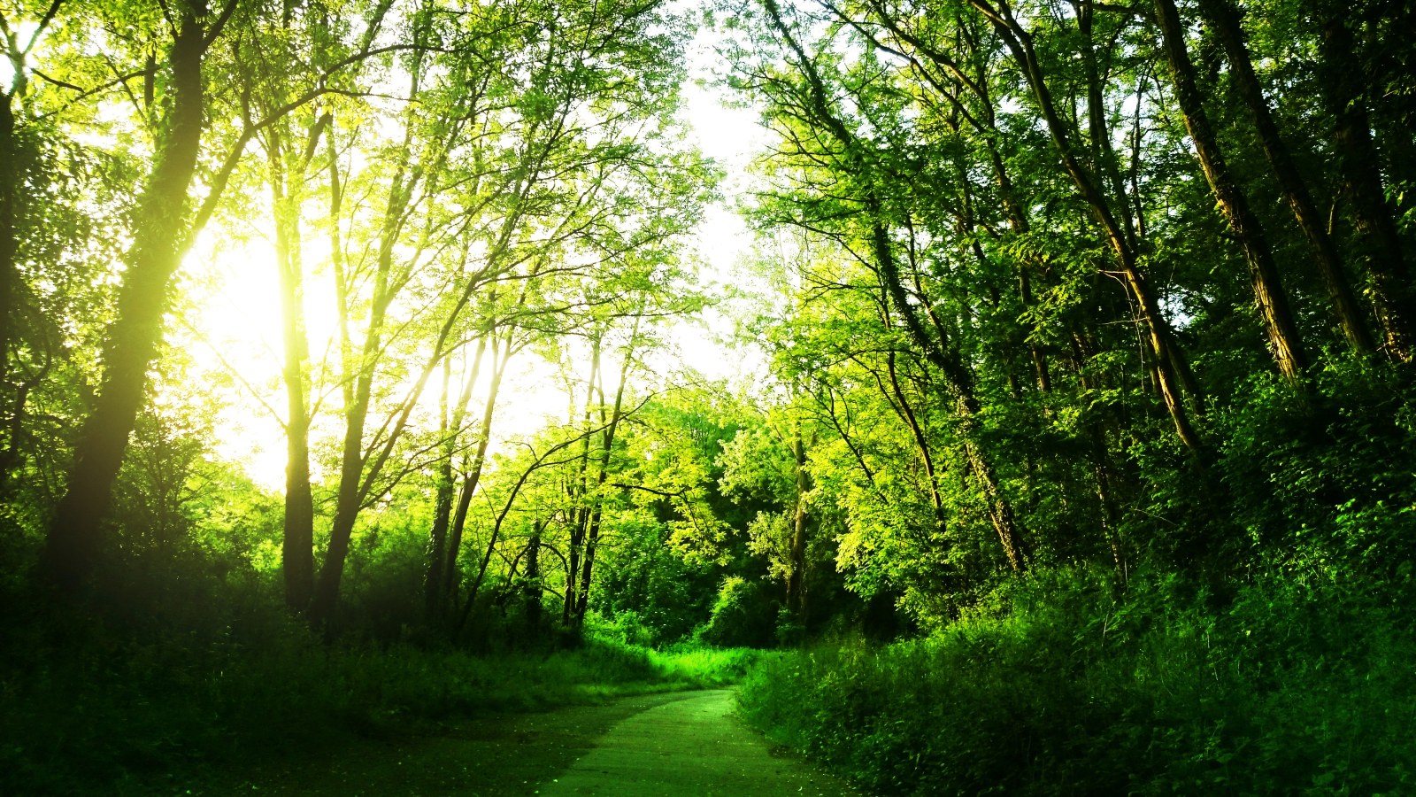 Sunlit Forest Path — Nature wallpaper