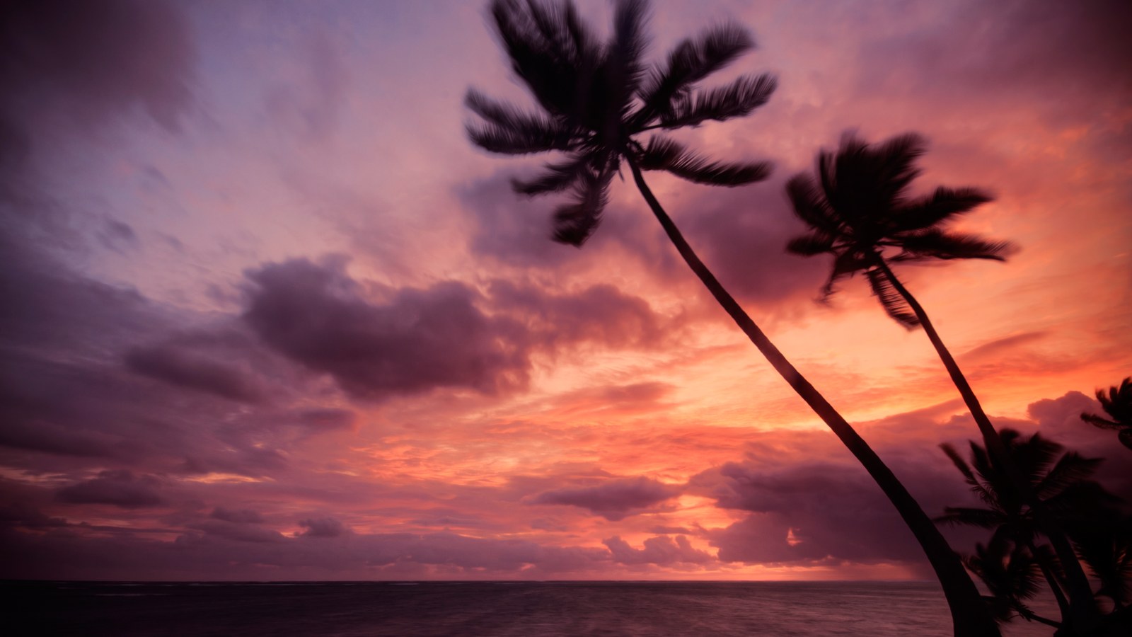 Palm Tree Silhouettes at Sunset 4K Wallpaper — Nature wallpaper