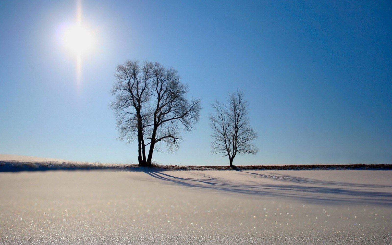 Two Bare Trees in a Snowfield Wallpaper — Minimal wallpaper