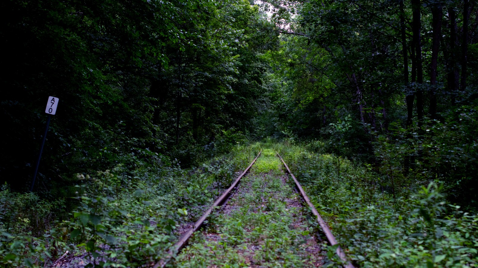 Overgrown Railway Through a Green Forest — Trains wallpaper