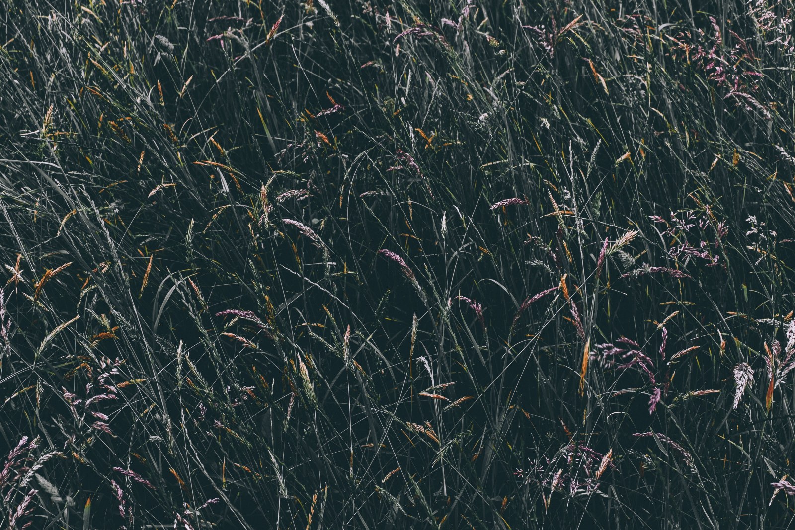 Meadow in Moody Navy Light — Nature wallpaper