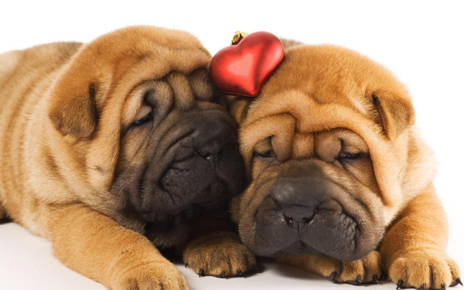 Sleeping Puppies with a Red Heart Wallpaper — Animals wallpaper