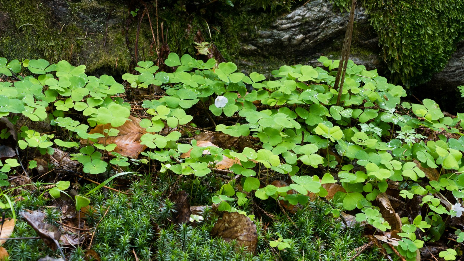 Wood sorrel and haircap moss after rain — Nature wallpaper