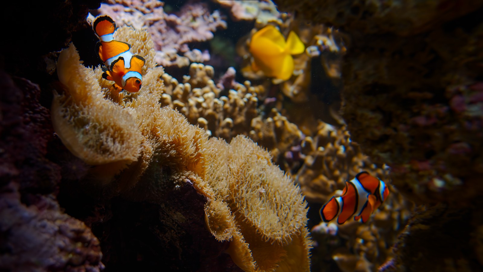 Ocean in Moody Natural Light — Underwater wallpaper