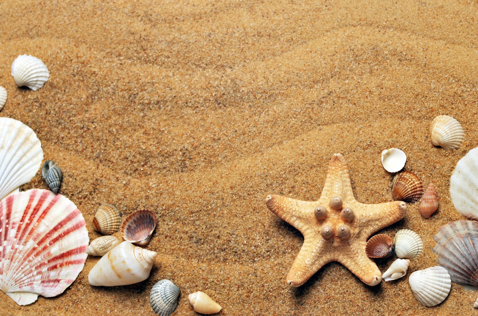 Seashells and Starfish on Golden Sand — Ocean & Beach wallpaper