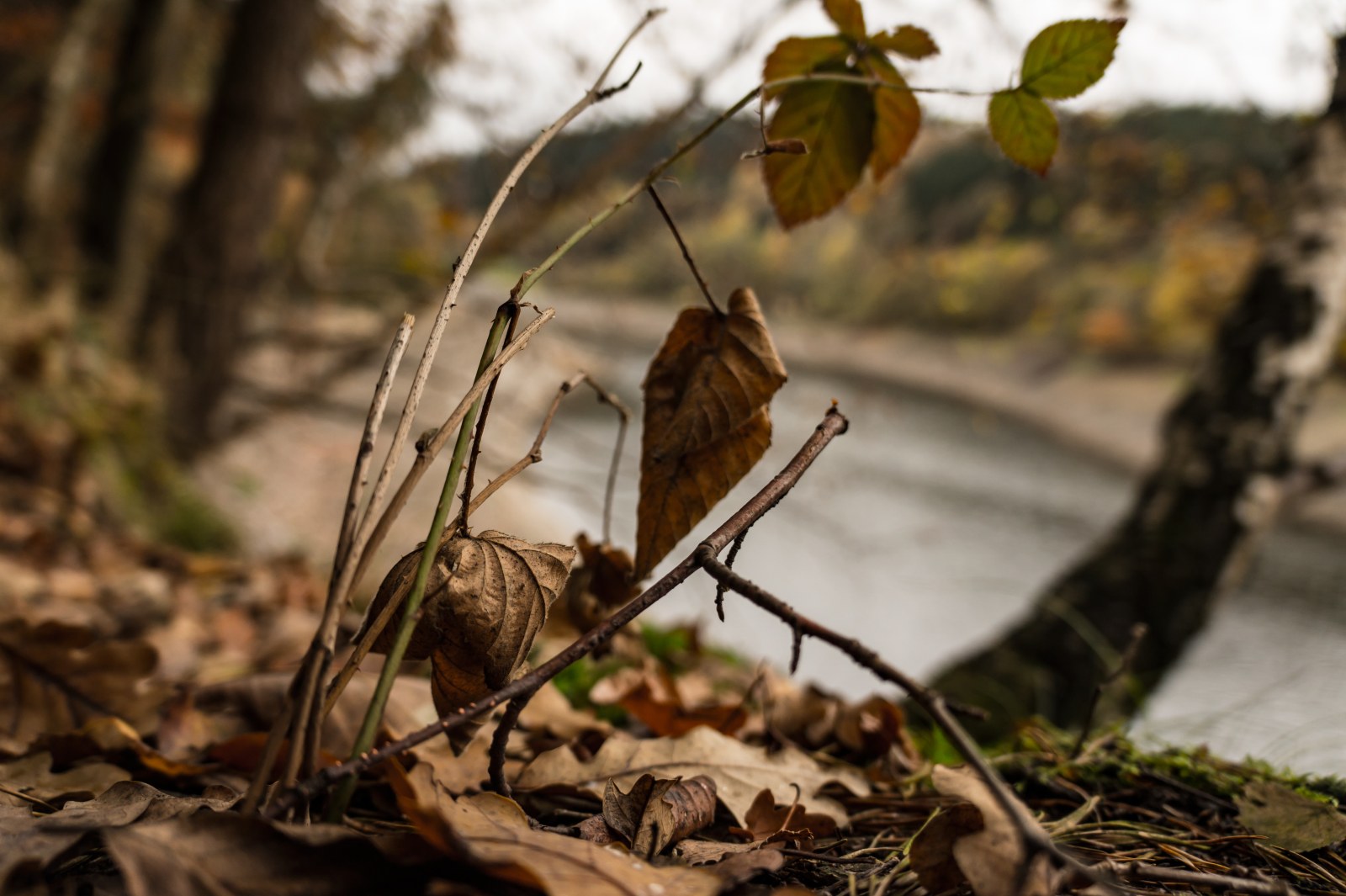 Autumn Leaves at the Water's Edge — Forest wallpaper