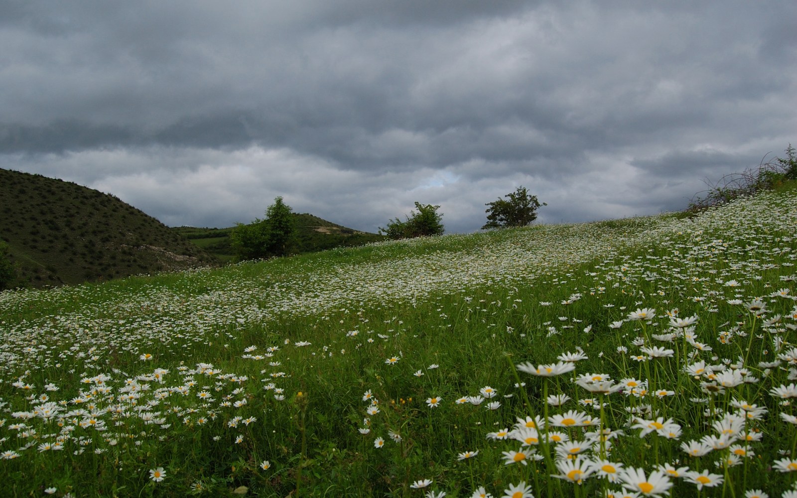 Wildflower Meadow Under Gray Clouds Wallpaper — Nature wallpaper