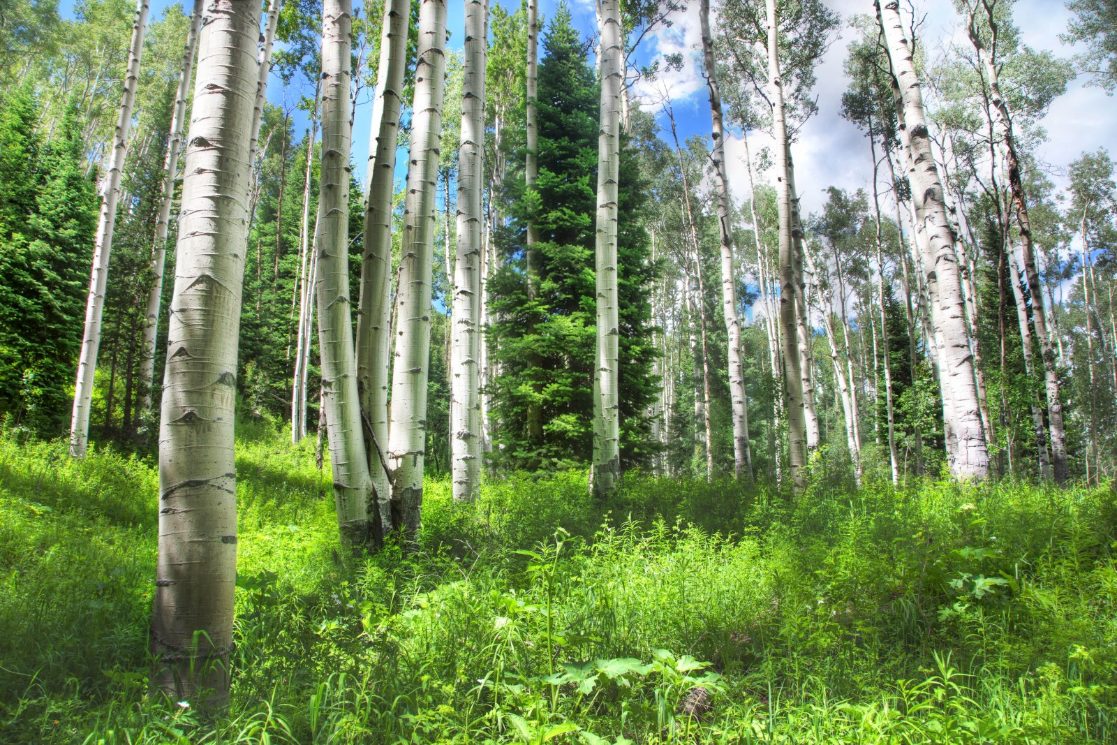 Sunlit Birch Grove — Forest wallpaper