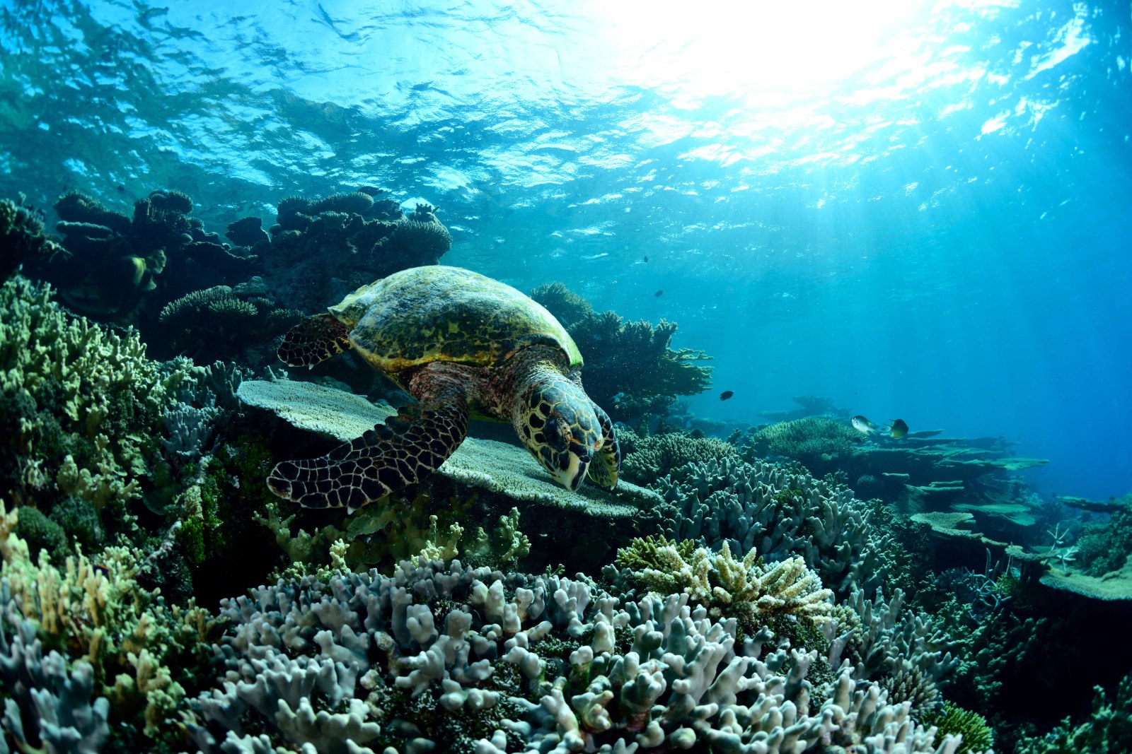 Ocean in Cool Cyan Light — Underwater wallpaper