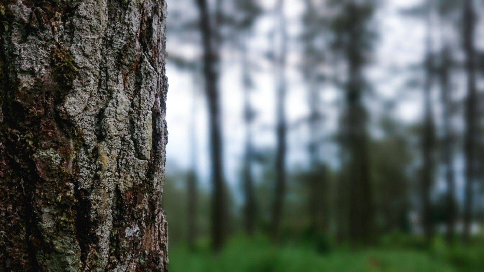 Deep Green Forest — Nature wallpaper