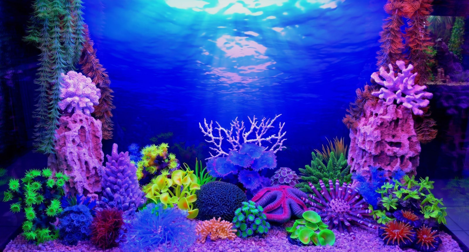 Coral Reef in Cool Indigo Light — Underwater wallpaper