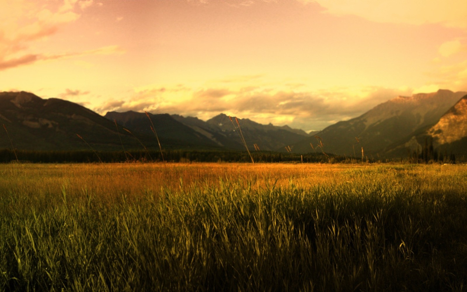 Mountain Meadow at Golden Hour Wallpaper — Nature wallpaper