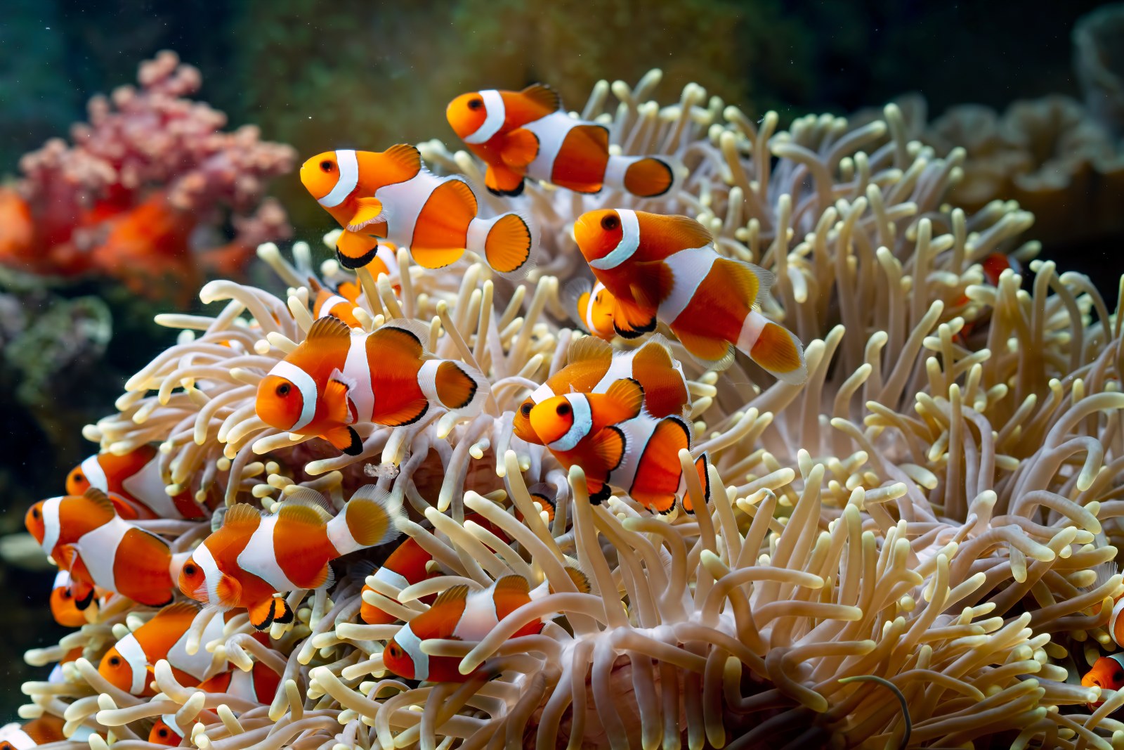 Ocean in Warm Natural Light — Underwater wallpaper