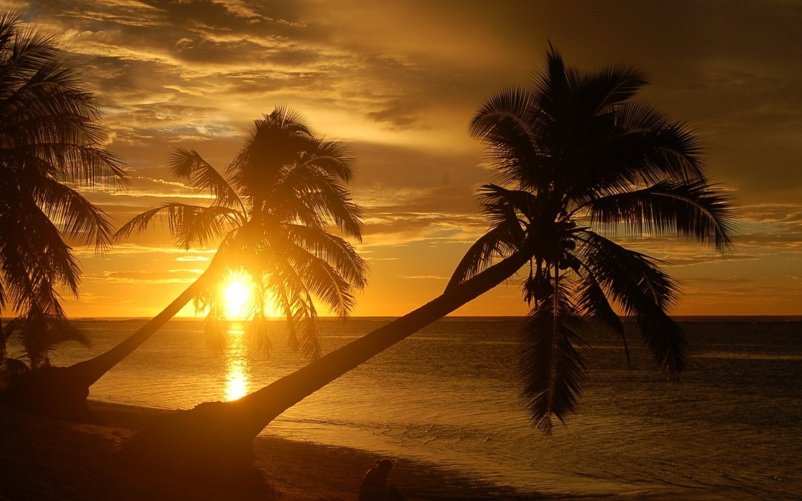 Palm Trees at Golden Ocean Sunset Wallpaper — Nature wallpaper