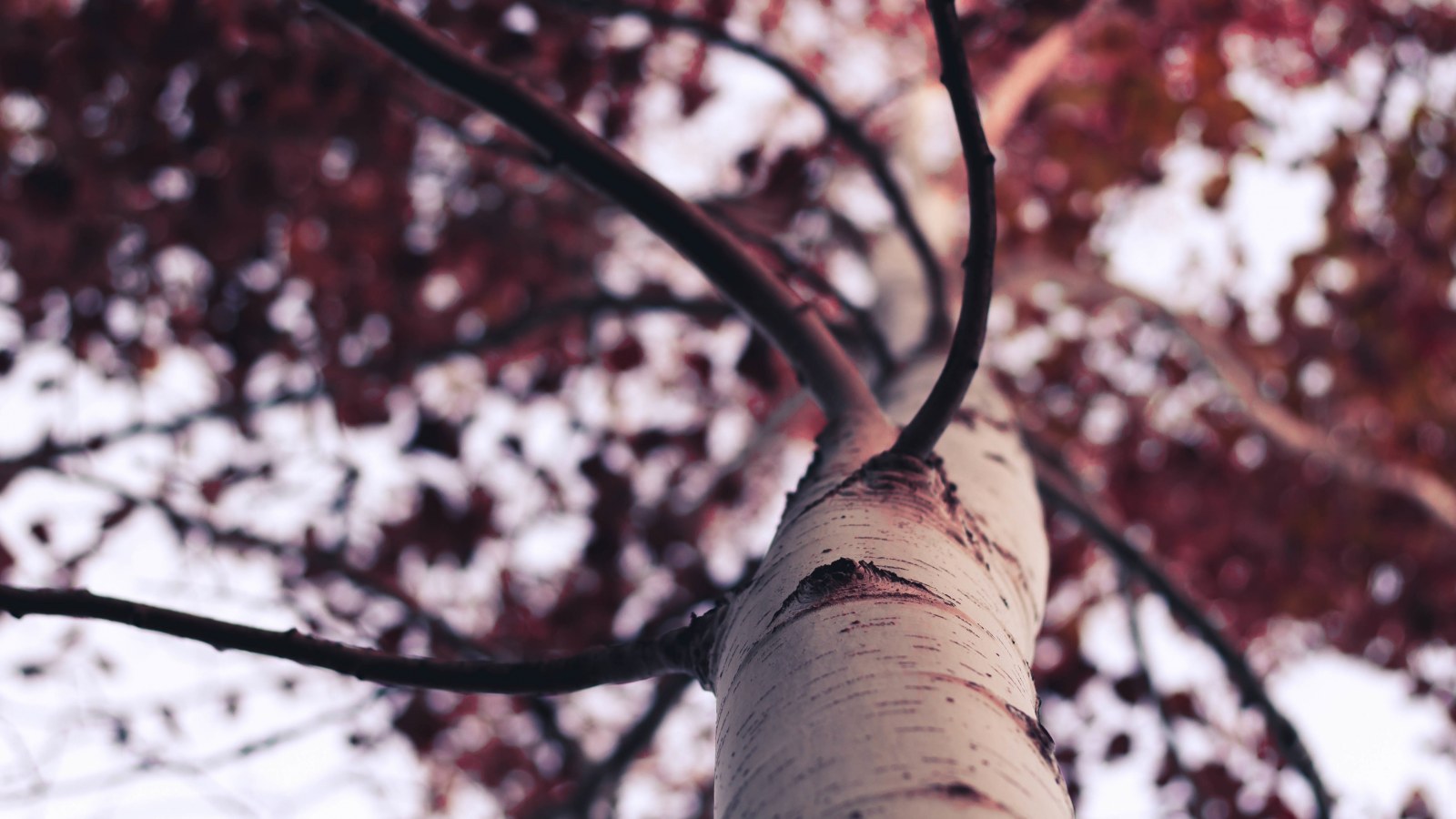 Looking Up a Birch Trunk — Forest wallpaper