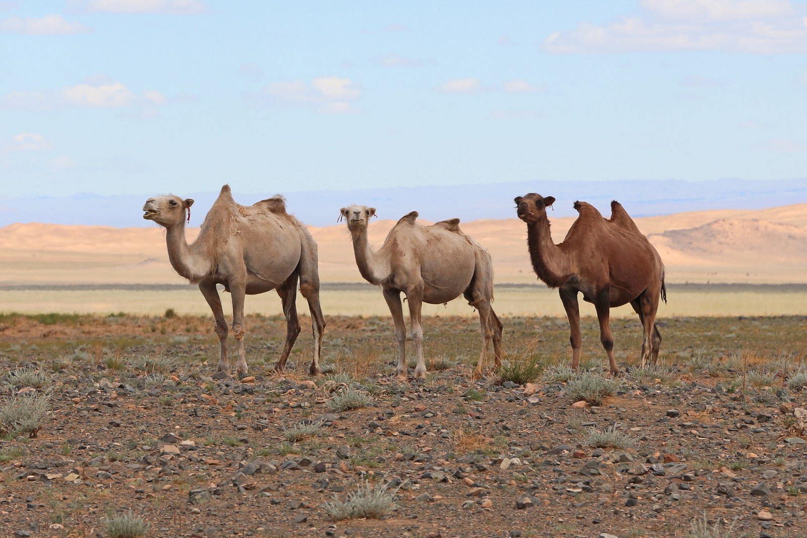 Camels in Gobi Desert 02 — Desert wallpaper