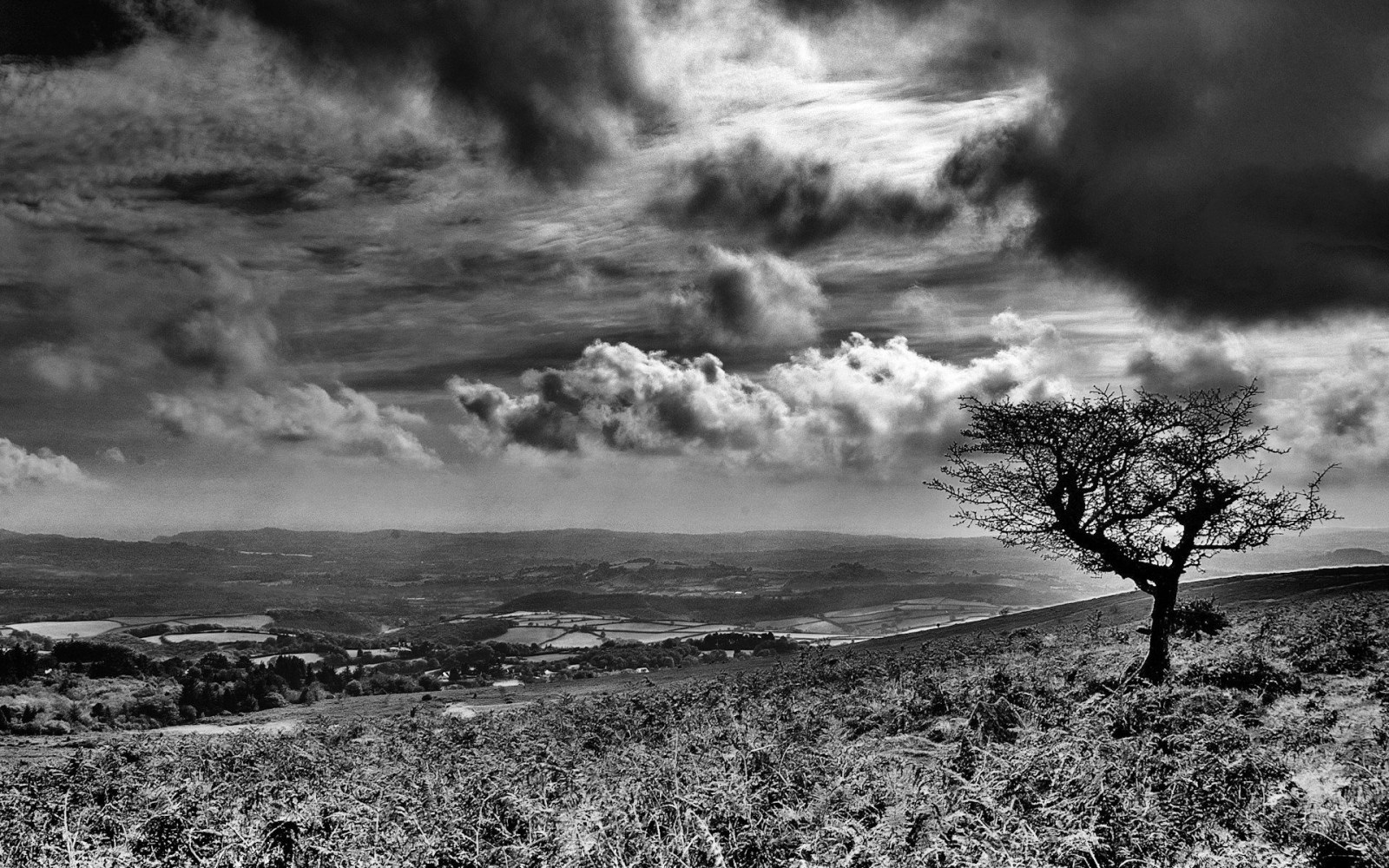 Black and White Tree Under Storm Clouds Wallpaper — Nature wallpaper