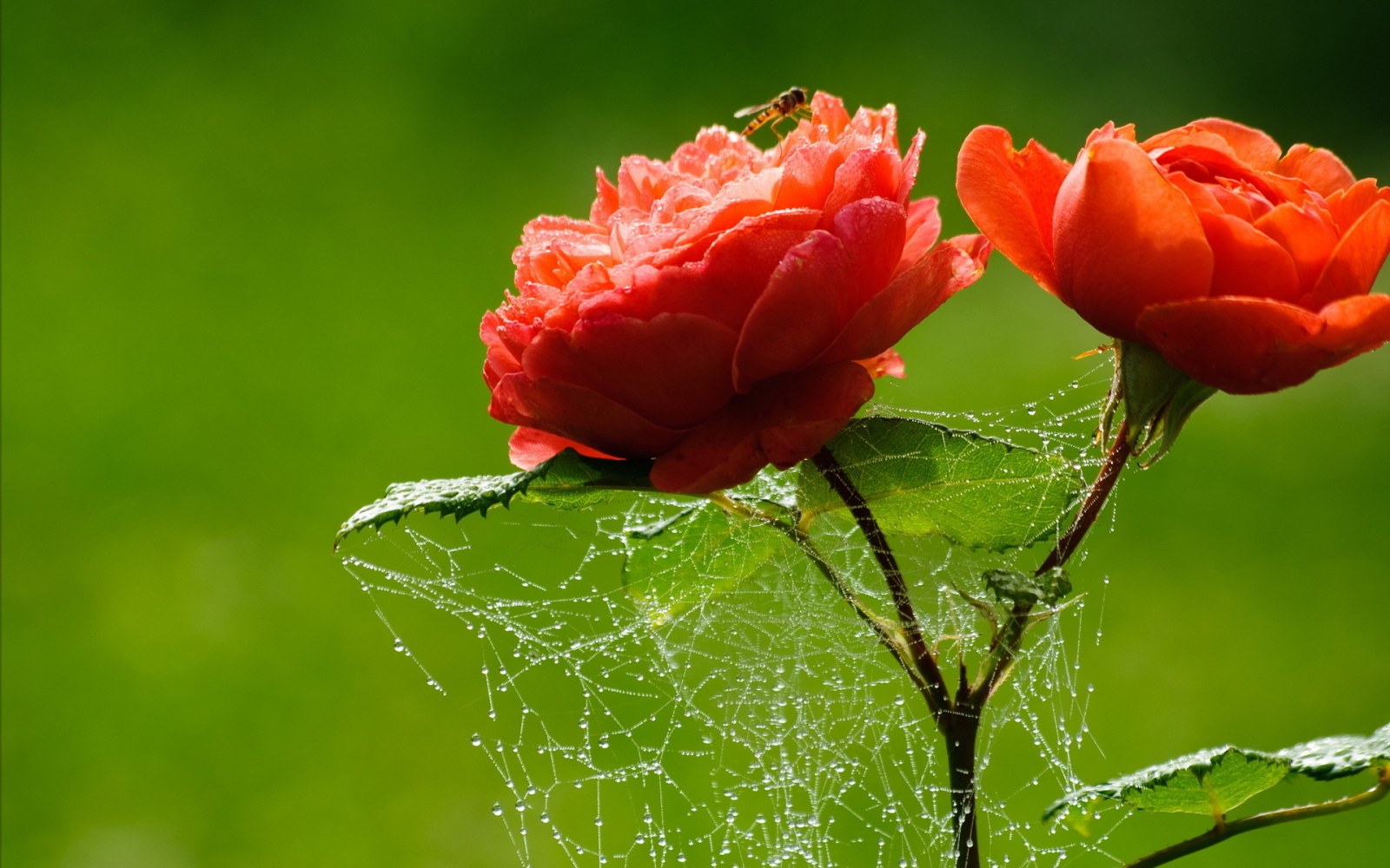 Red Roses with Dewdrops — macro/biophilic nature Full HD wallpaper