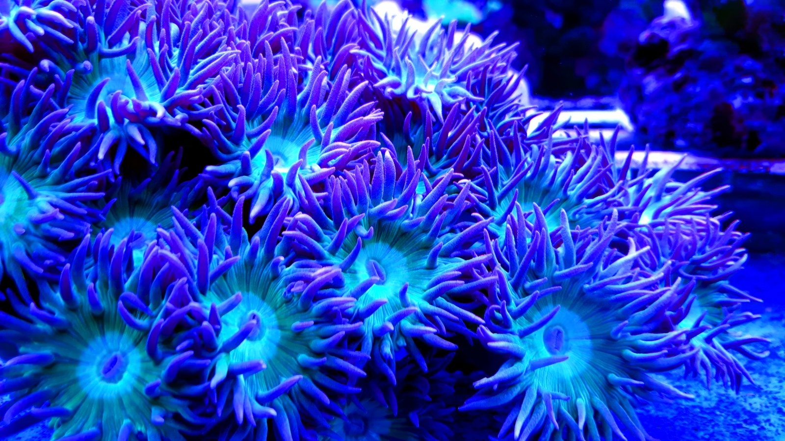 Coral Reef in Cool Indigo Light — Underwater wallpaper
