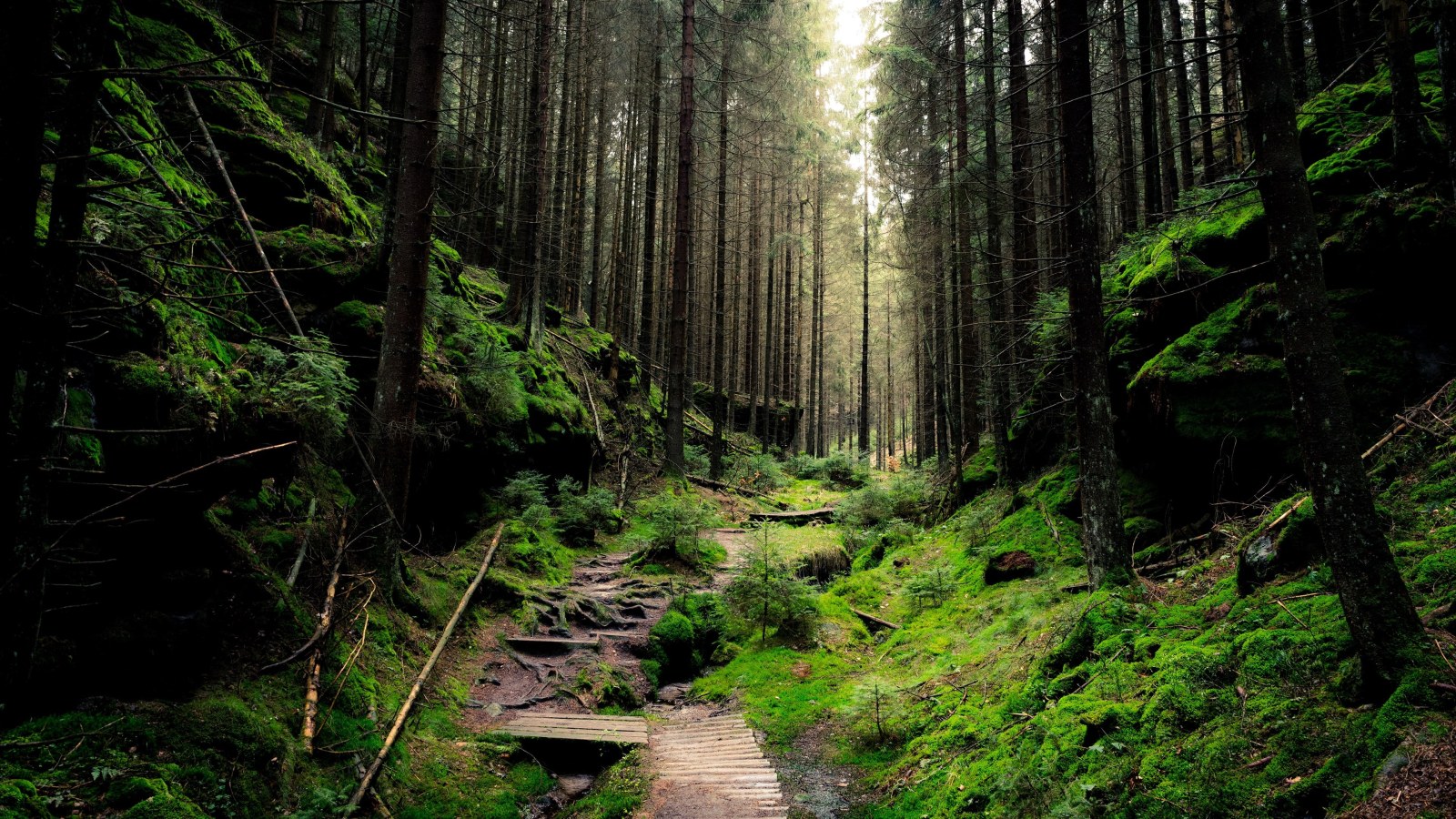 Forest Path — Forest wallpaper