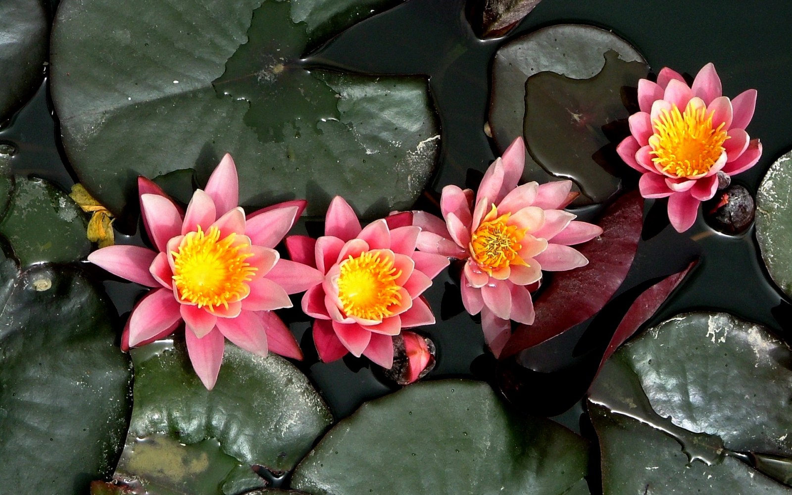 Pink Water Lilies Wallpaper — Macro / Biophilic Nature wallpaper