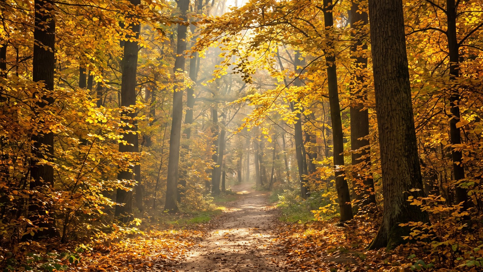 Golden Autumn Forest Path 4K Wallpaper — Nature wallpaper