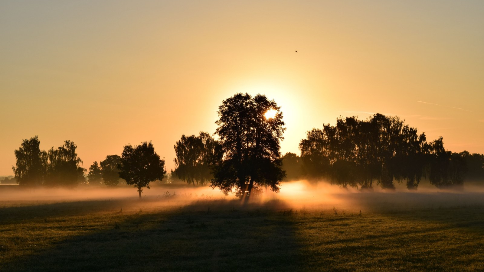 Golden Trees at Sunrise — Sunsets & Sunrises wallpaper