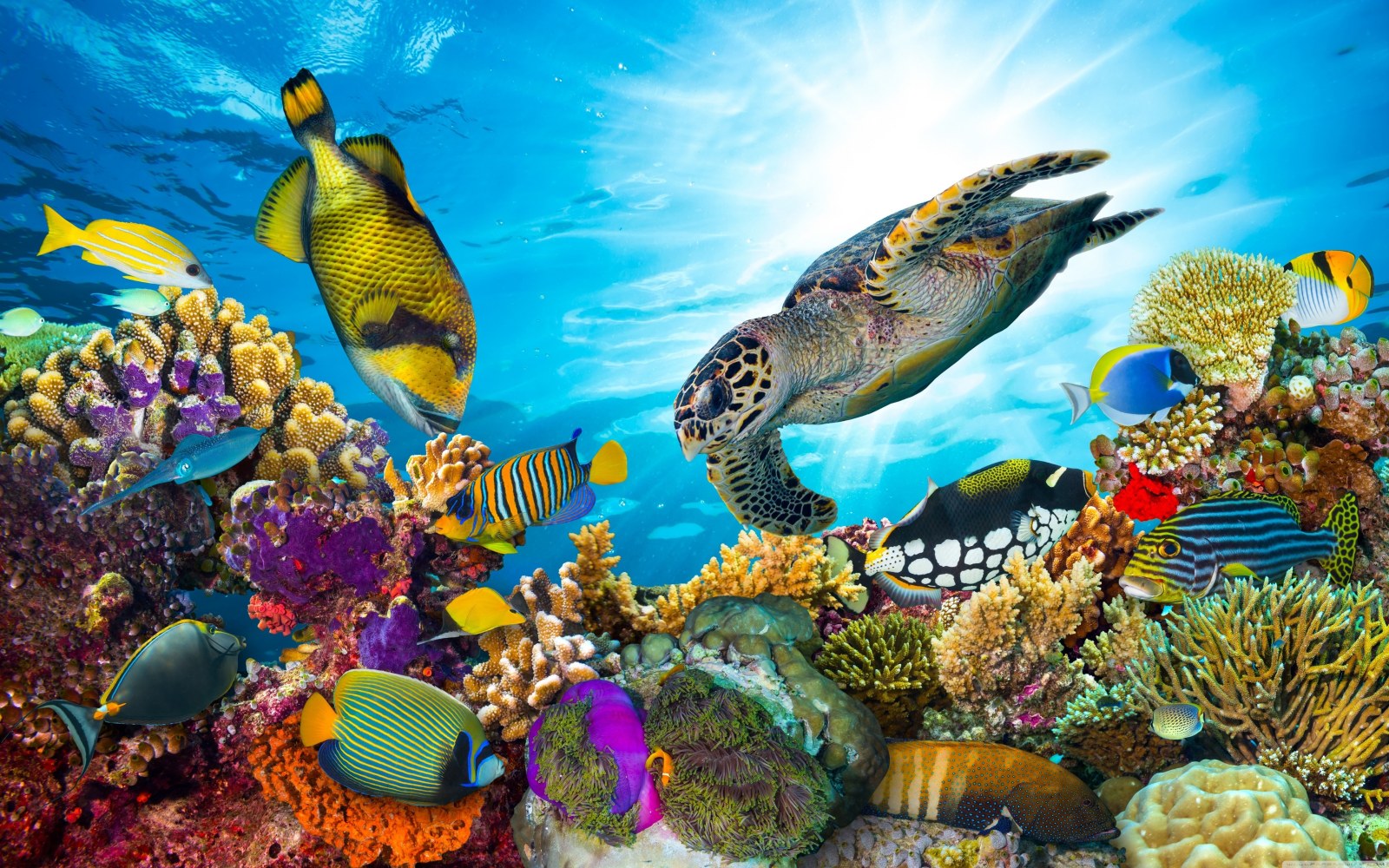 Ocean in Vivid Natural Light — Underwater wallpaper