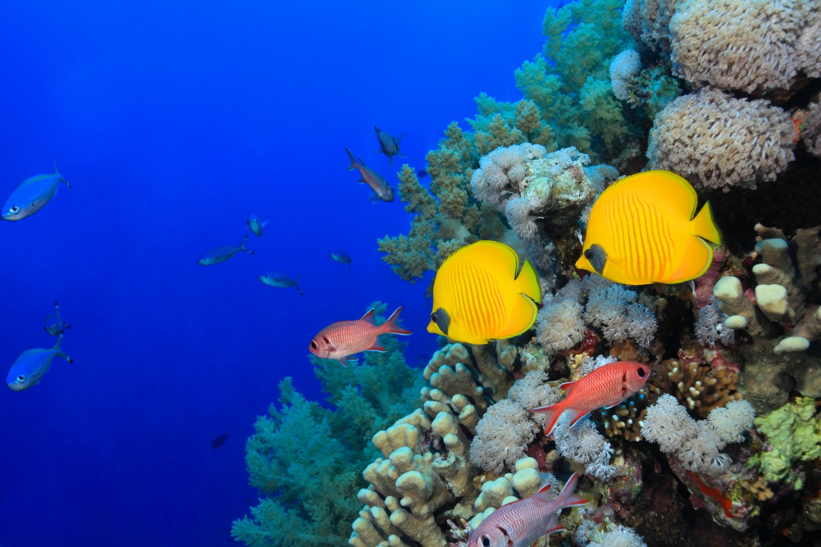 Cool-Toned Ocean with Coral Reef — Underwater wallpaper