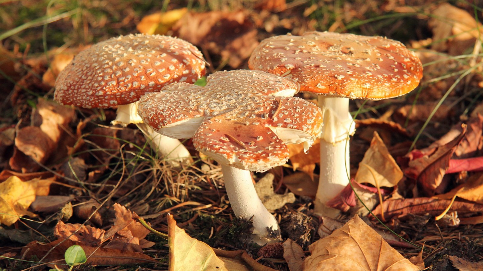 Spotted Mushrooms on the Forest Floor 4K Wallpaper — Nature wallpaper