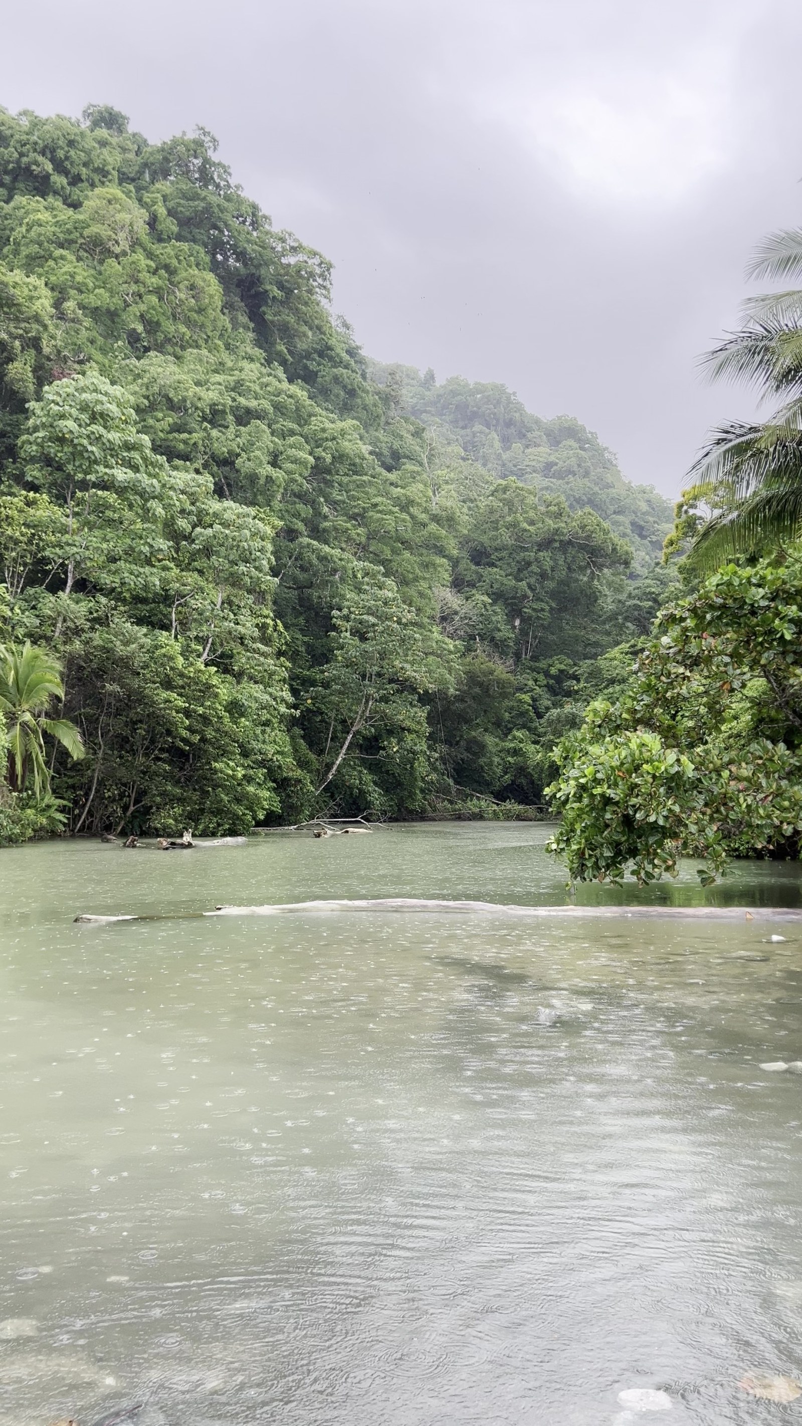 Sirena River in the Costa Rican Rainforest — Nature wallpaper
