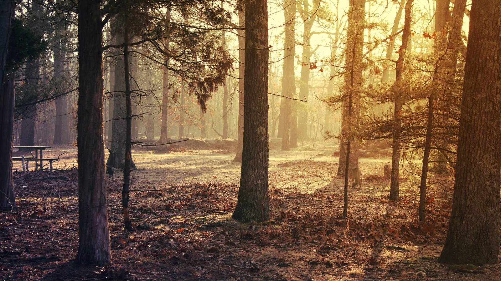 Warm Sunlight Through the Forest 4K Wallpaper — Nature wallpaper