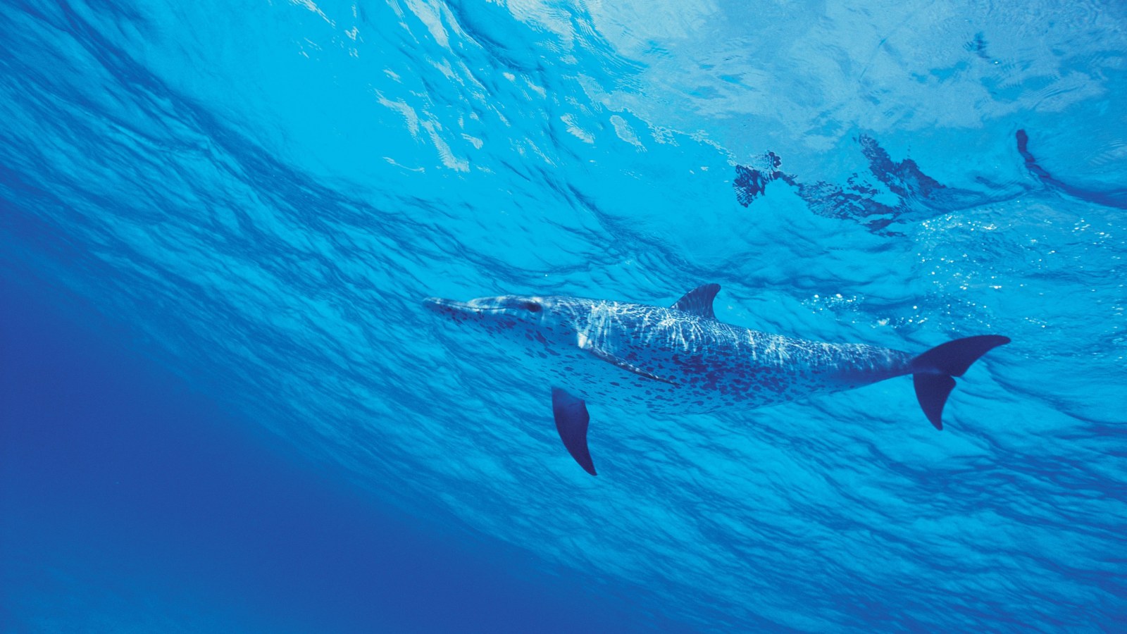 Cool-Toned Ocean Desktop Background — Underwater wallpaper