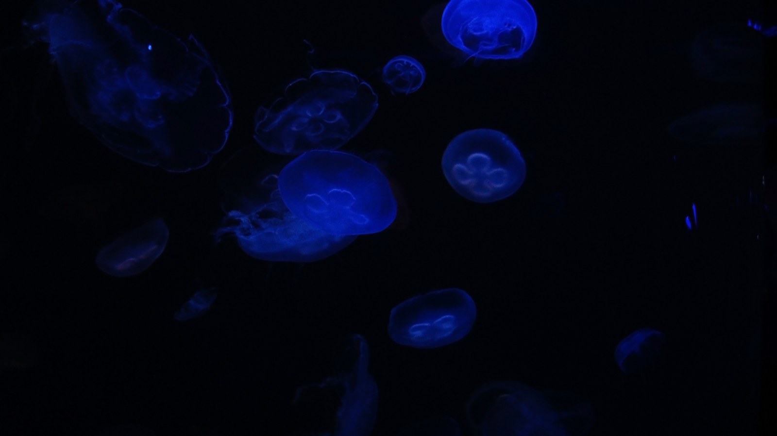 Glowing Jellyfish in Dark Water — Animals wallpaper