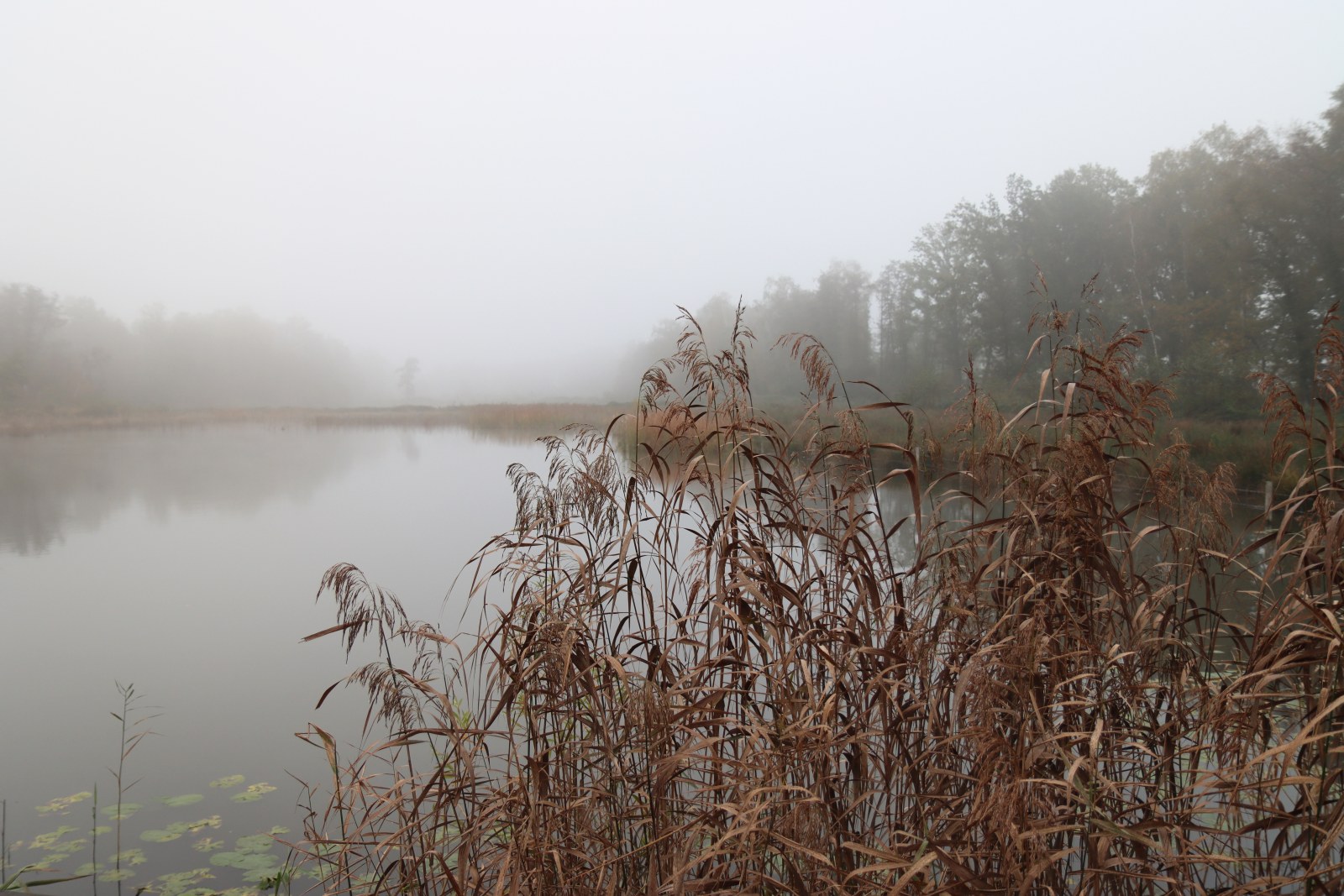 Foggy Lake with Reeds — Nature wallpaper