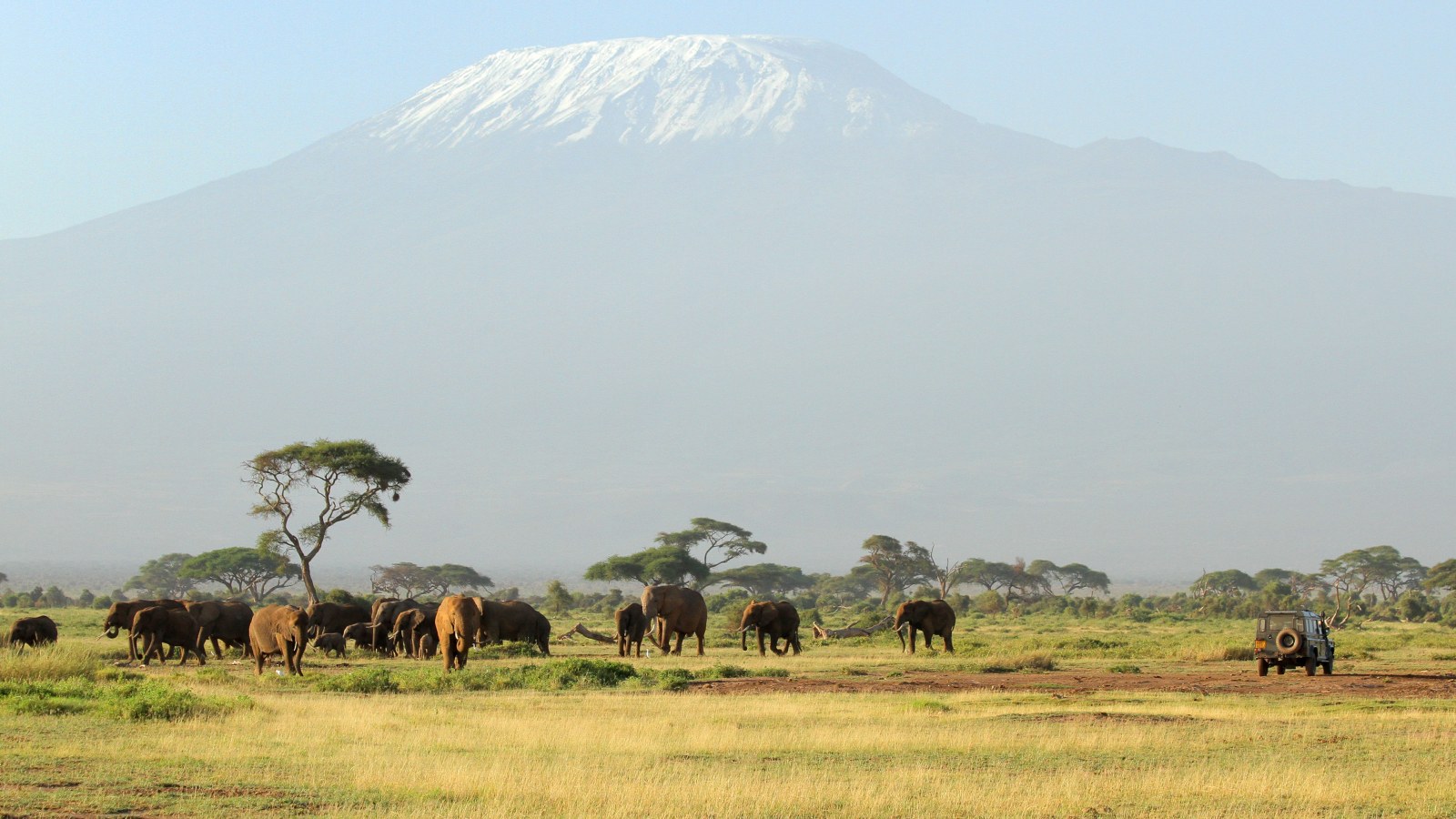Elephants Below a Snowy Mountain 4K Wallpaper — Nature wallpaper