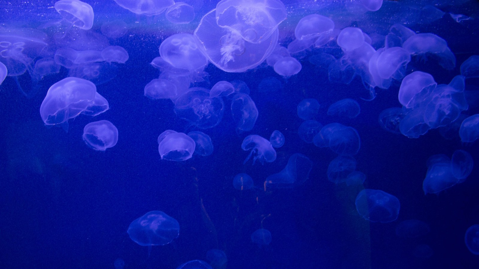Ocean in Cool Navy Light — Underwater wallpaper