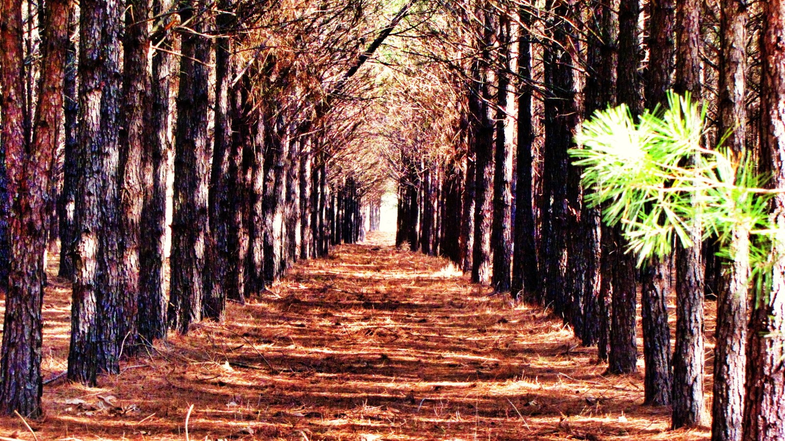 Pine Grove Path — Nature wallpaper