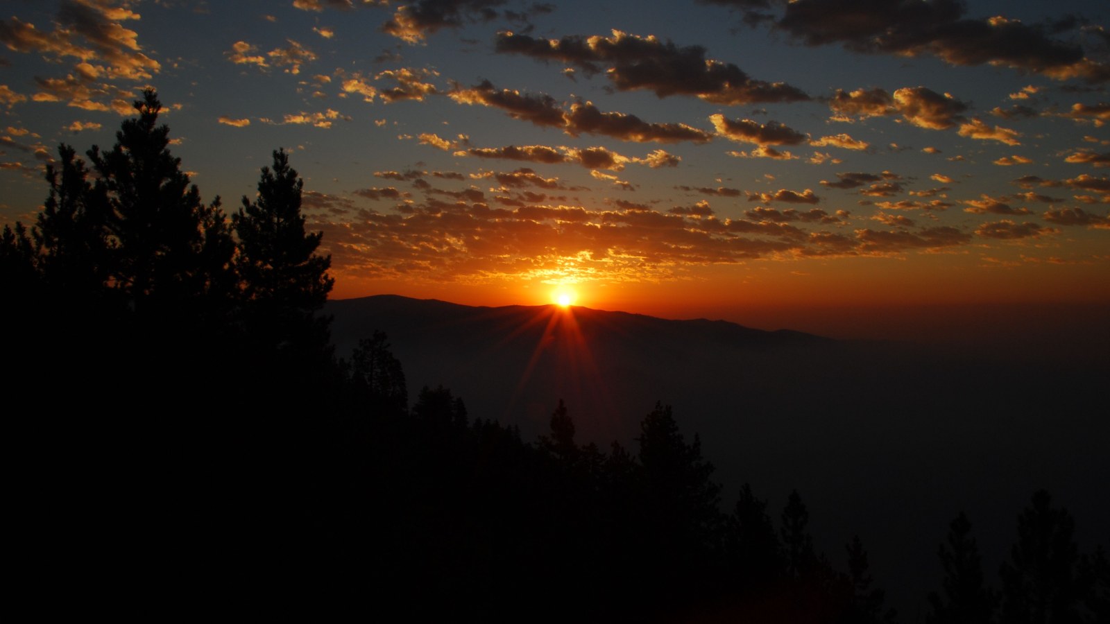 Trees in Dark Natural Light — Sunsets & Sunrises wallpaper