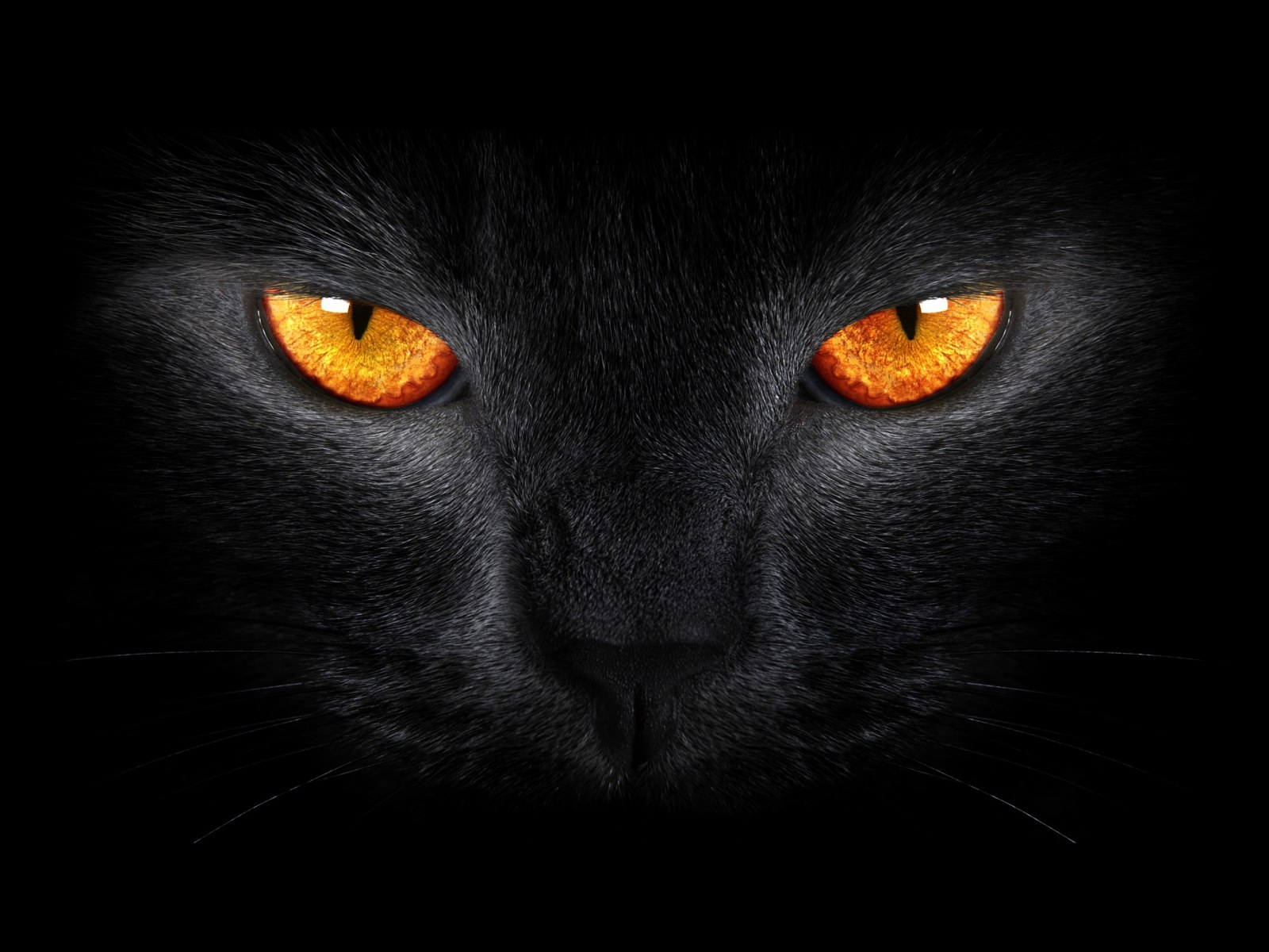 Black Cat Scary Yellow Eyes Dark Background Wallpaper — Animals wallpaper