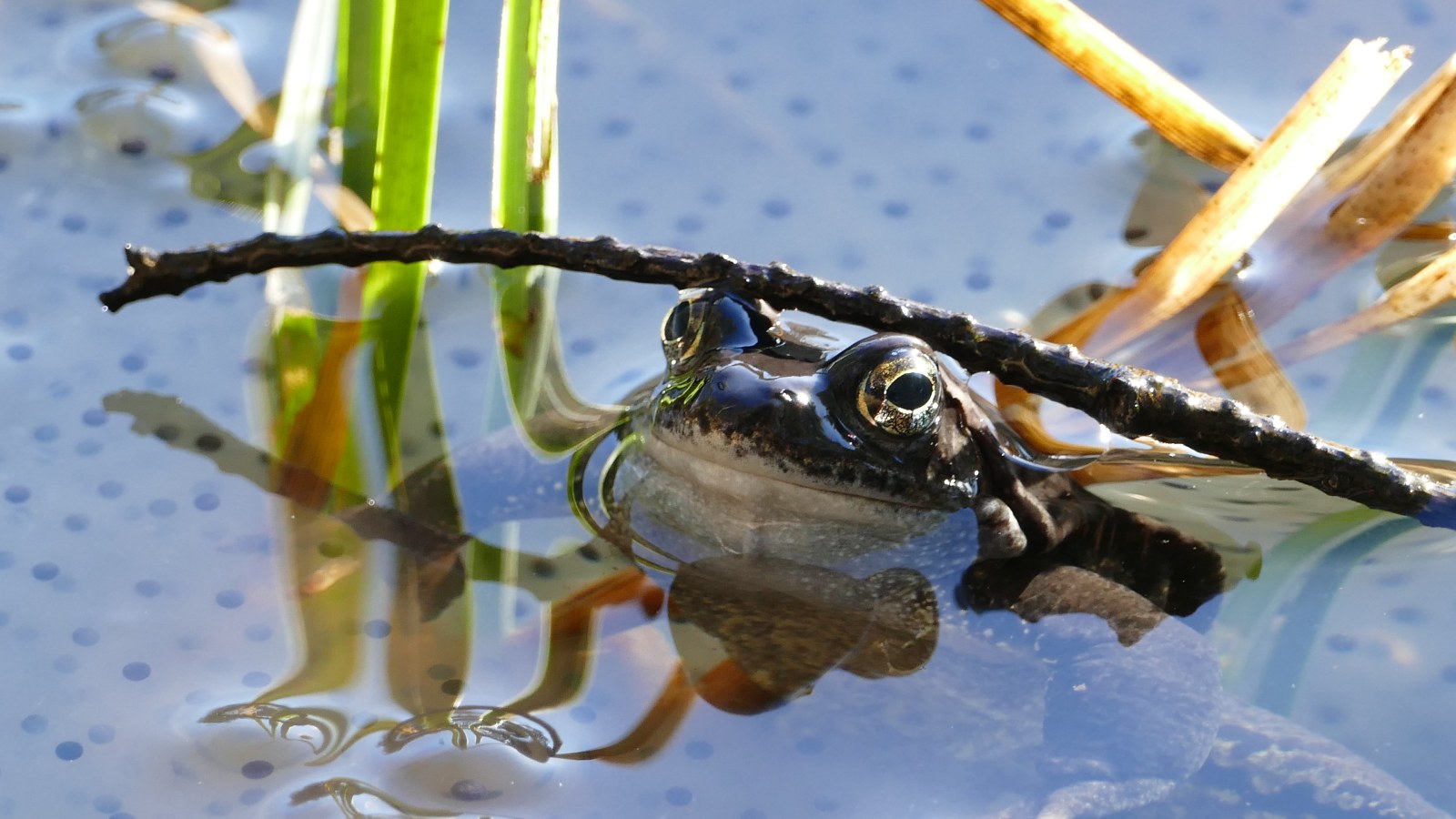 Frog at the Waterline — Nature wallpaper