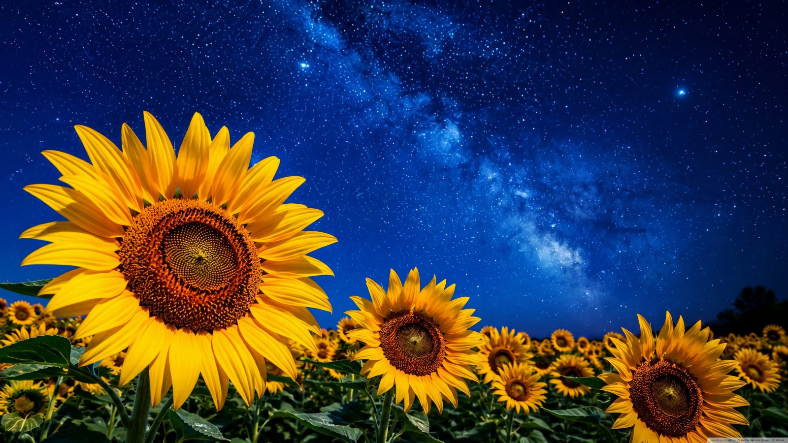 Summer Night Ultrahd Tv Widescreen — Nature wallpaper