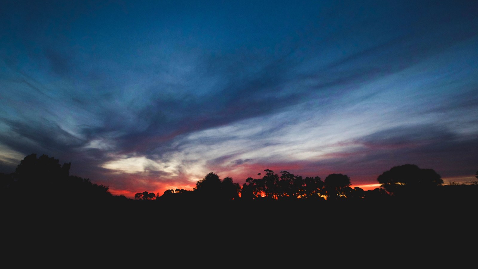 Trees in Cool Natural Light — Sunsets & Sunrises wallpaper