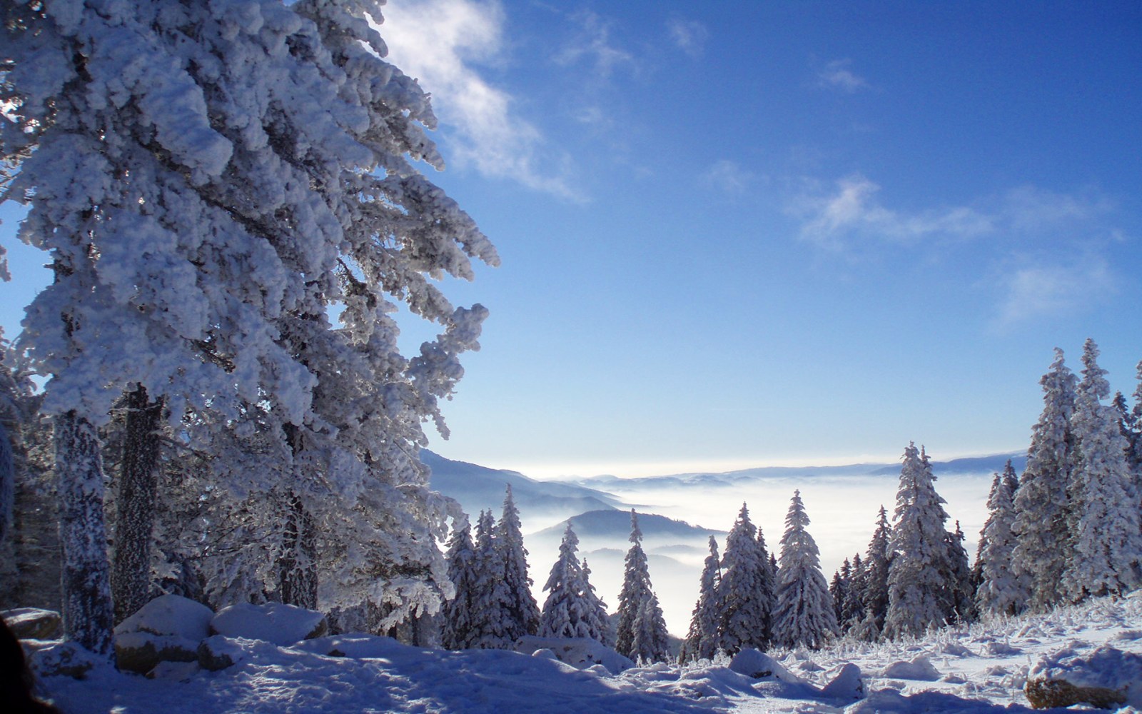 Snowy Forest Beneath a Blue Sky Wallpaper — Nature wallpaper