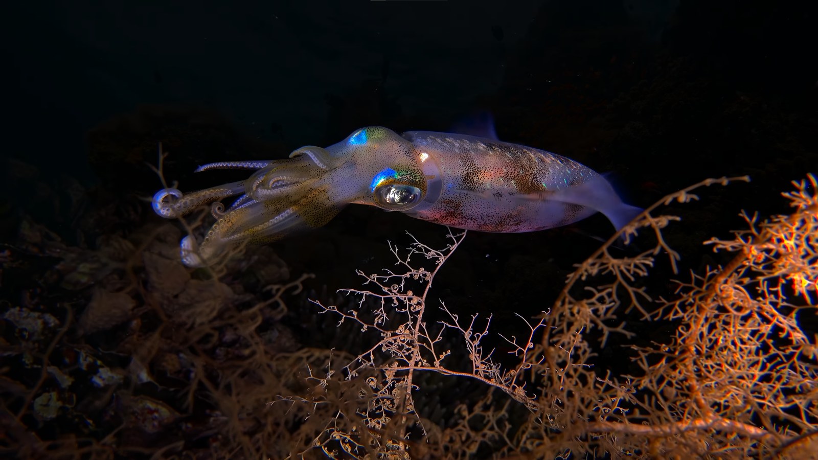 Dark Ocean with Coral Reef — Underwater wallpaper