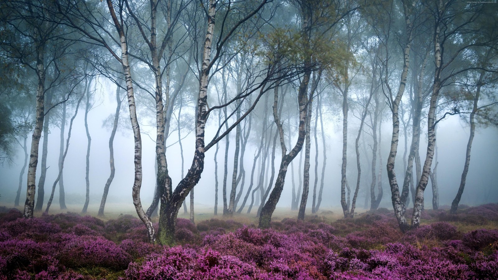 Misty Forest with Purple Heather — Forest wallpaper