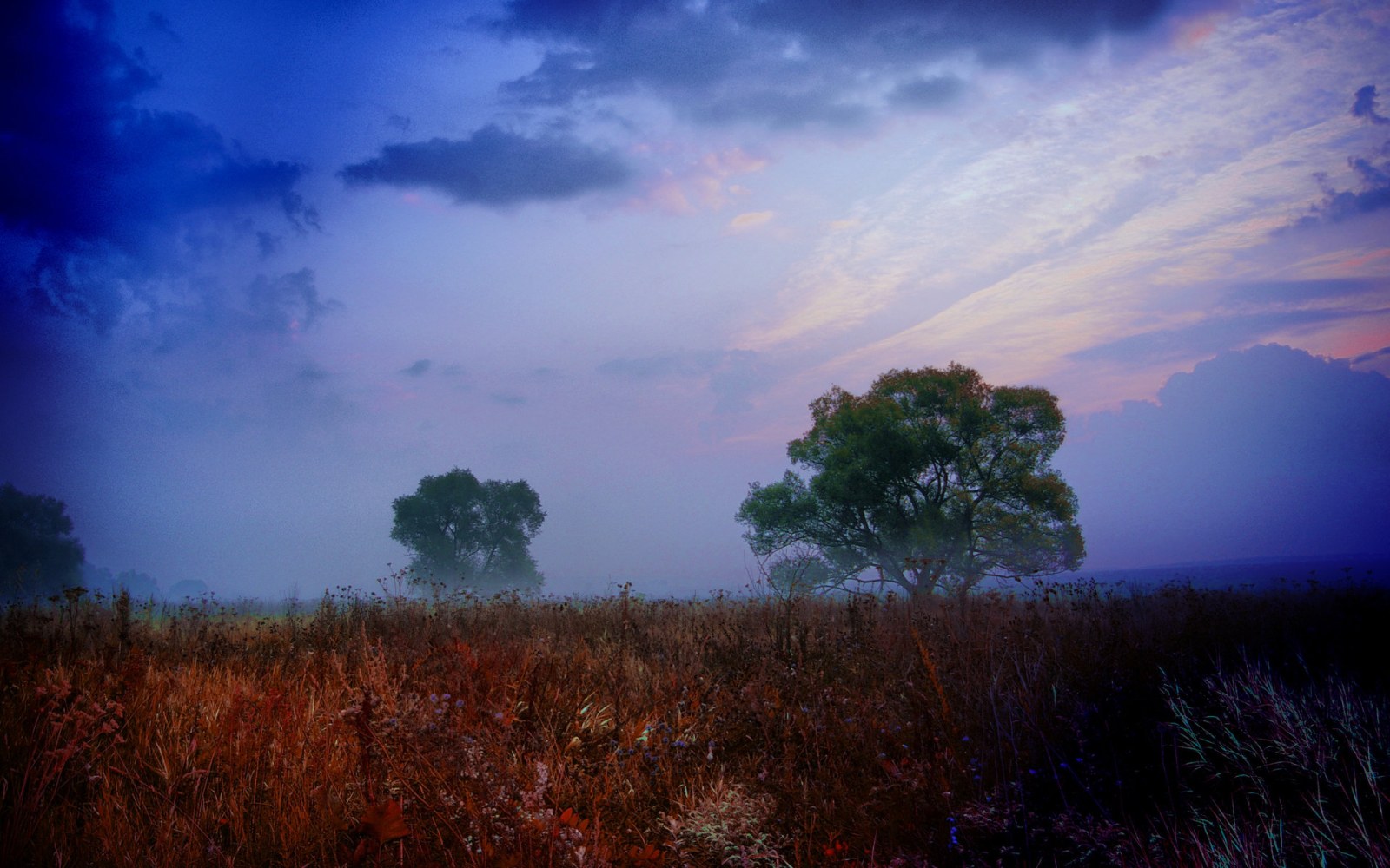 Trees in a Misty Twilight Field Wallpaper — Nature wallpaper