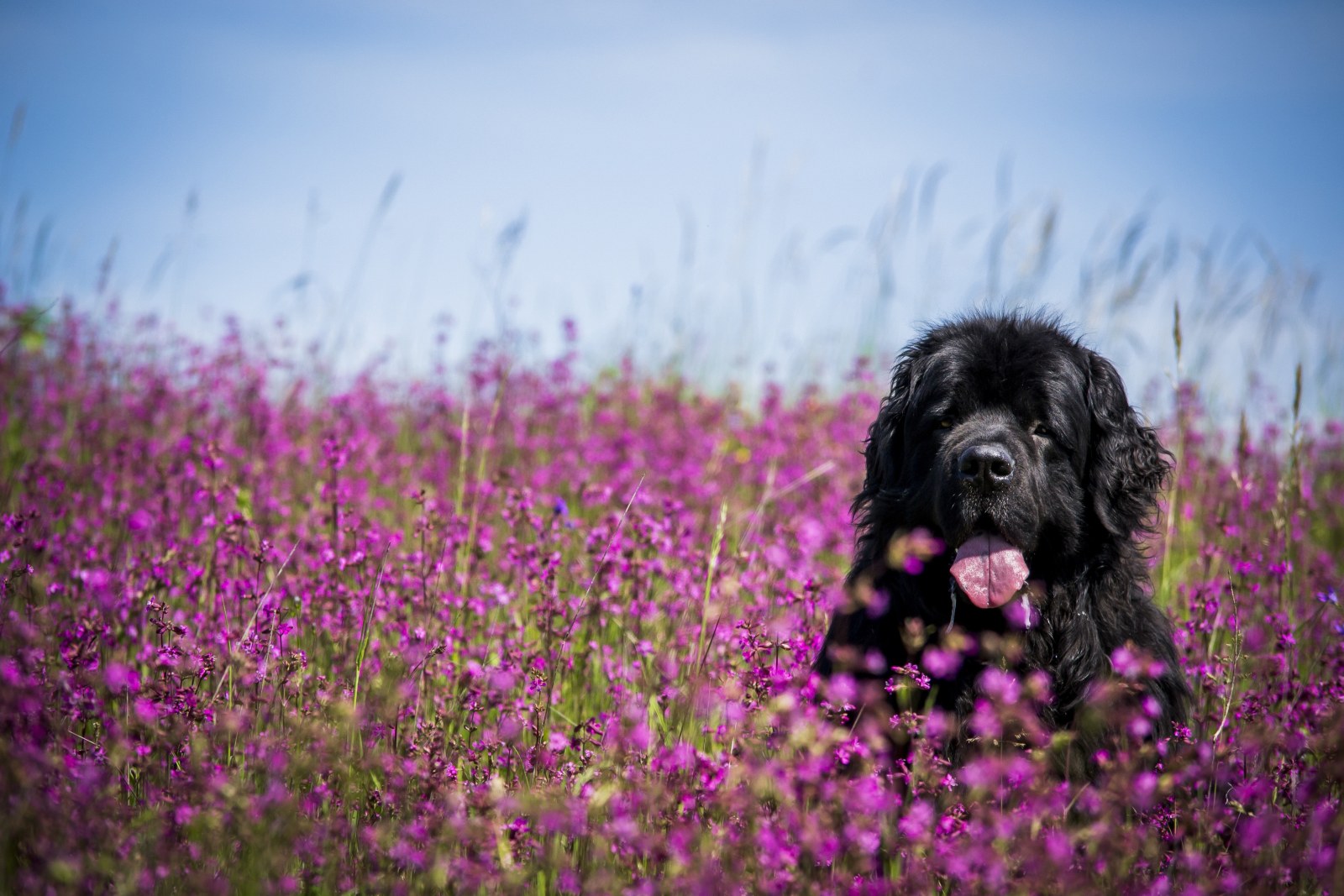 Meadow Desktop Background 4K Wallpaper — Nature wallpaper