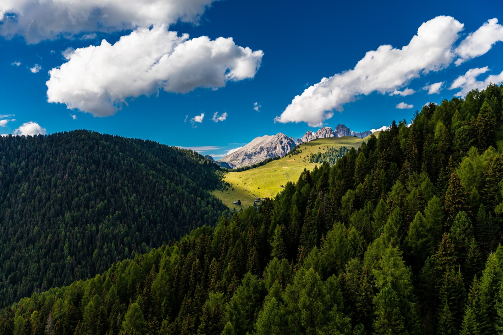 Green Forest and Mountain Meadow Wallpaper — Nature wallpaper