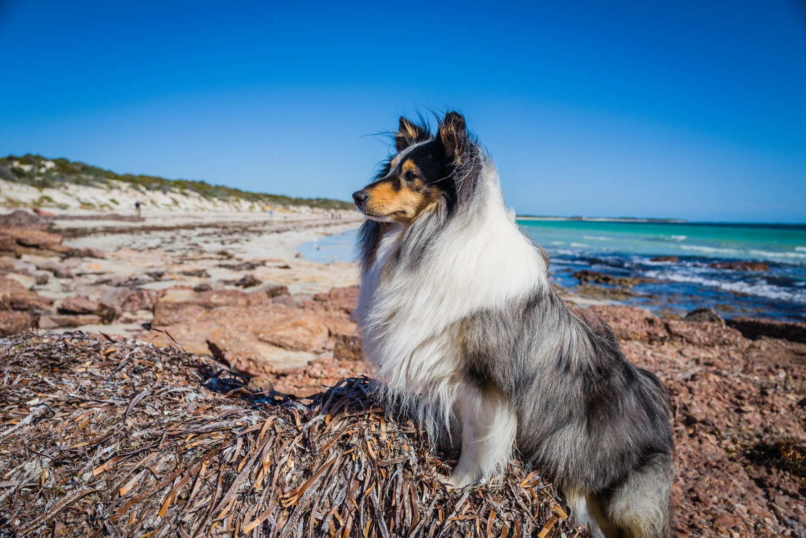 Shetland Sheepdog on the Beach — Animals wallpaper